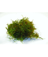 JAVA MOSS / VASICULARIA DUBYANA - 2/4/8 FL OZ - FRESH ACUATIC PLANTS - $4.05 CAD+