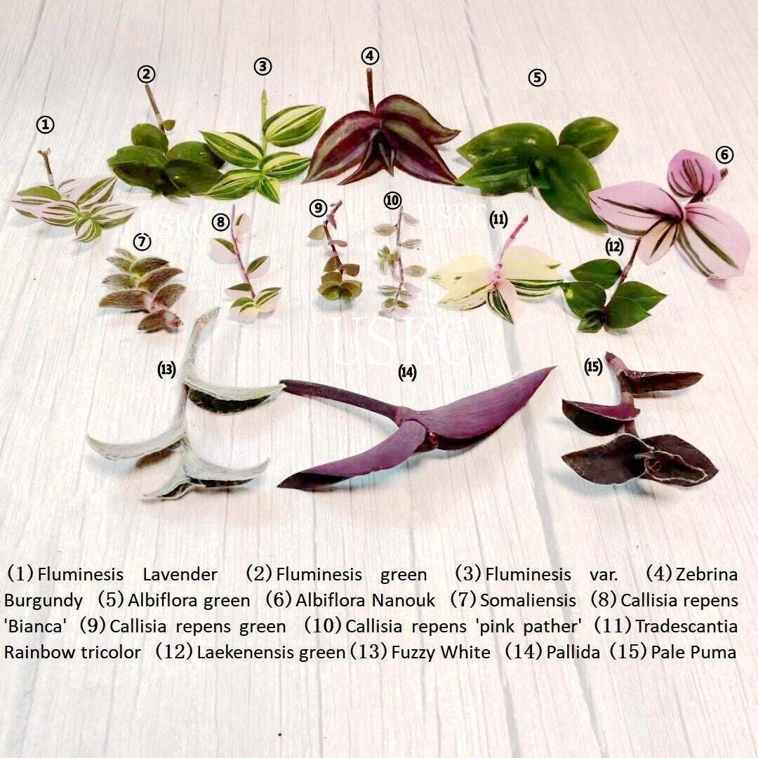Cuttings/Rooted 2&quot; pot Wandering Jew Tradescantia/Callisia - €20,21 EUR
