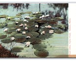 Lilies in Taylor Pond Auburn Maine ME UNP DB Postcard U13 - $3.91