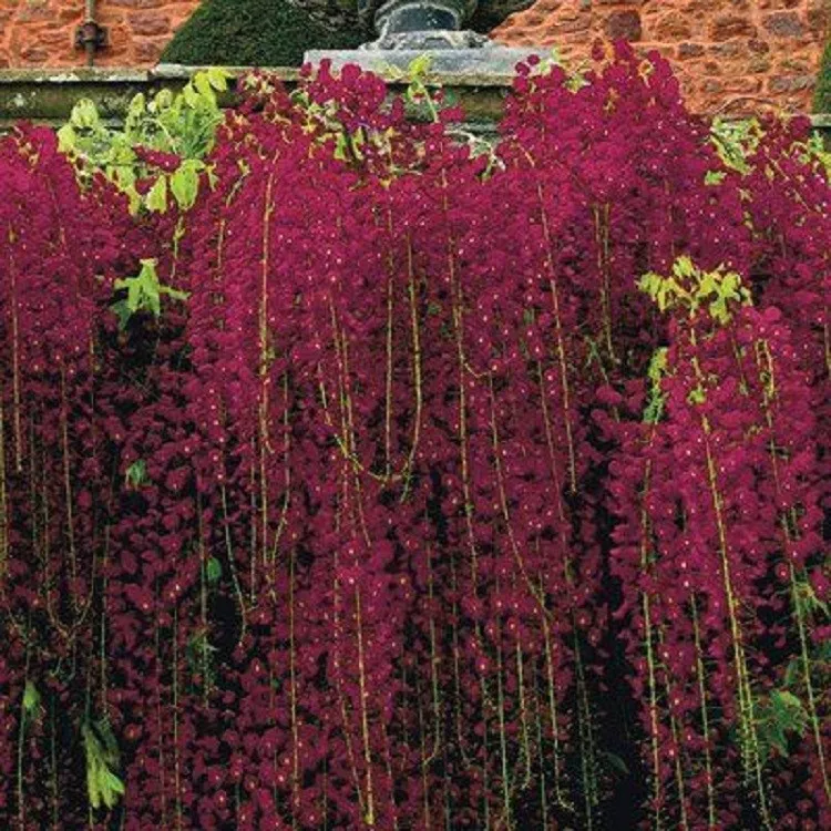 LWS Red Black Dragon Wisteria Vine Climbing Flower Garden 5 Seeds Fast S... - $11.80