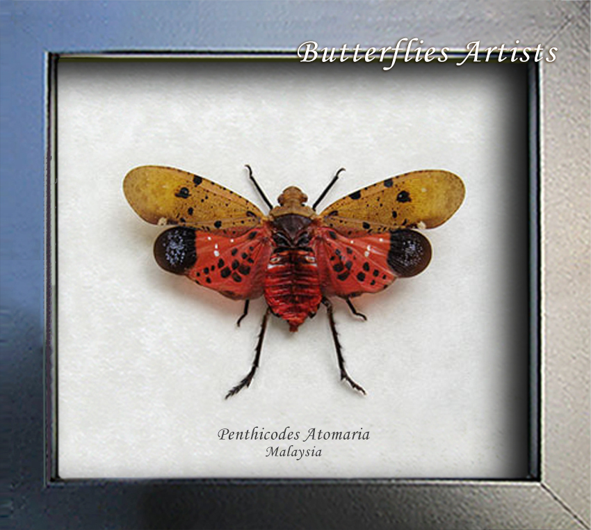 Real Lanternfly Penthicodes Atomaria Framed Entomology Museum Quality Sh... - $42.99