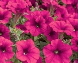 Tidal Wave Cherry  Trailing Petunia 20 Authentic Seeds - £5.15 GBP