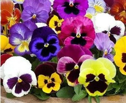 120 Ct Viola Swiss Giant Mix Fresh Garden - £9.76 GBP