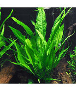 Aquarium Live Plant Decoration Tank Java Fern on Driftwood Large Size Fr... - £50.41 GBP
