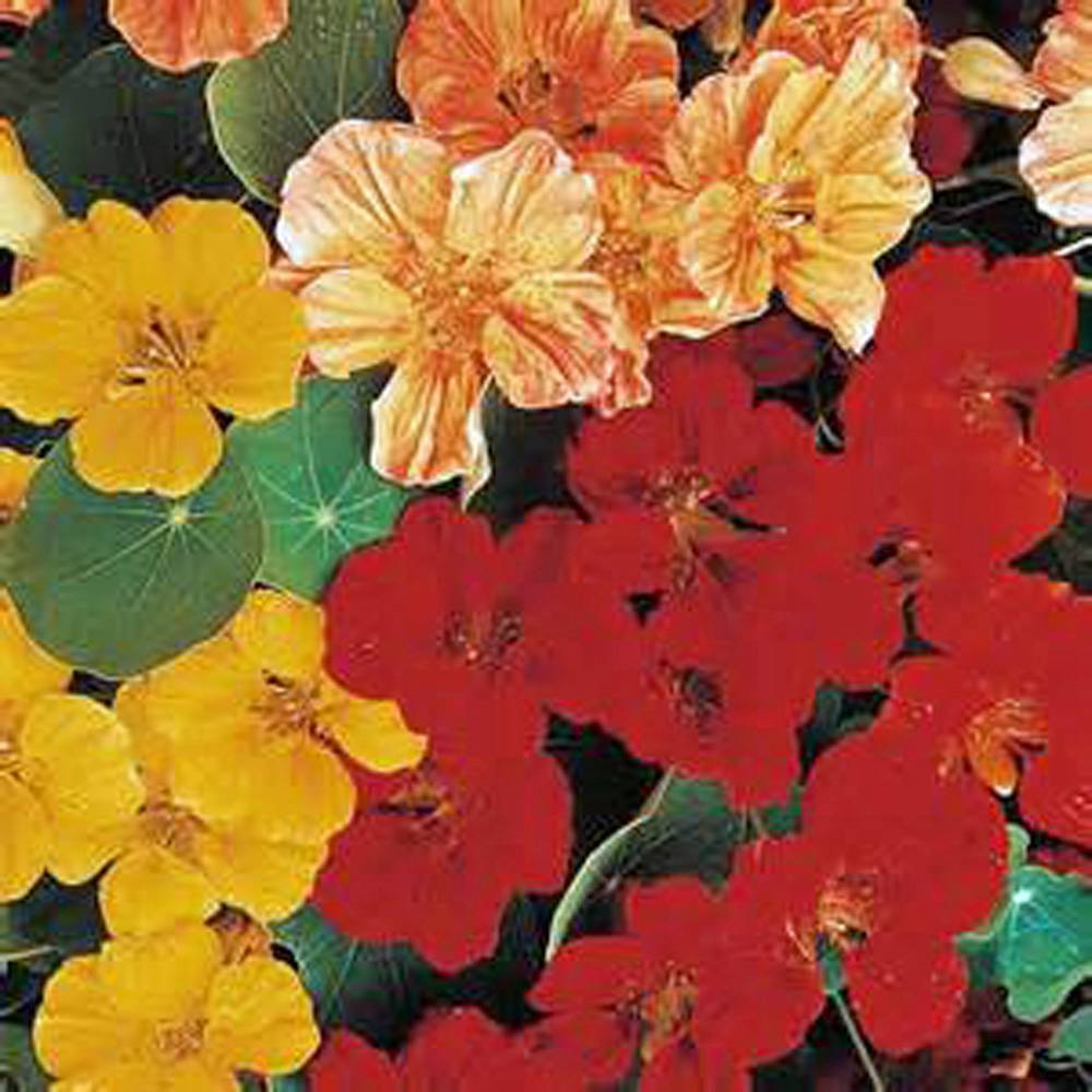 NASTURTIUM WHIRLY BIRD , 500+ SEEDS ORGANIC, BEAUTIFUL BRIGHT COLORFUL BLOOMS
