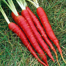 Atomic Red Carrot Seeds 150 Seeds  - £7.77 GBP