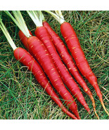 Atomic Red Carrot Seeds 150 Seeds  - £7.81 GBP