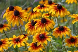 Black Eyed Susan Seeds 250 Seeds Fresh Seeds Gardening USA - £7.78 GBP