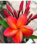 SRN 5 Pink Peach Plumeria Seeds Perennial Flowers Flower Frangipani Garden - $442.40 MXN