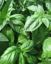 Simple Pack 10g  seed Herb Basil, sweet genovese - £10.23 GBP