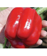25 Seeds Red Bell Peppers Sweet Vegetables Fresh Seeds - $139.36 MXN
