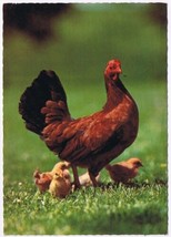 Postcard Bird Hen &amp; Chickens - £2.94 GBP