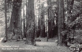 Muir Woods National Park California Ca~Cathedral GROVE~1950s Real Photo Postcard - £4.91 GBP