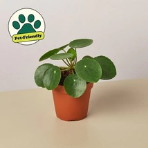 Chinese Money plant or Pilea Peperomioides. It&#39;s also called a UFO Plant!  - £13.58 GBP