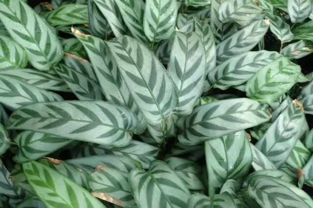 25+ Leopard Calathea Seeds For Garden Planting - USA  - £4.33 GBP