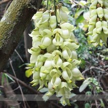 5 Seeds Seed Limited Mucuna 100% True White Colors Florida, DIY Beautiful Tree - £23.16 GBP