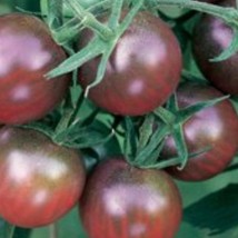 Frees Shipping Chocolate Cherry Tomato Seeds USA Seller - $16.50