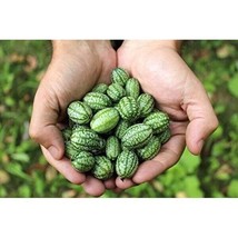 100+ Cucamelon Seeds Mouse Melon Mexican Sour Gherkin Organic Non GMO grown USA - £4.63 GBP