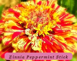 7488 zinnia peppermint stick pop thumb200
