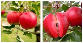 100 Pcs/Pack Red-Fleshed Apple Seeds Redlove Apple Fruit Tree Garden Planting - £14.13 GBP