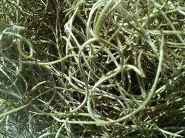 Live Florida Tillandsia usneoides - Spanish Moss - 12 Oz Bag - $27.99