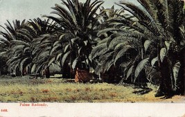 Palms RADONDO-1909 Los Angeles California Postmark Postcard - £7.35 GBP