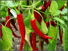 Ring of Fire Chili - 5+ seeds - HOT and RICH! Ch 066 - $6.15