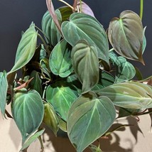 Philodendron Micans In 6 Inch Pot New Fresh  - £45.60 GBP