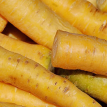 1000 Solar Yellow Carrot Seeds Planting USA Shipping - $9.96