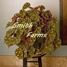 SL 25+ Seeds Begonia Kit Kat House Plant- Garden- Flowers - $4.50