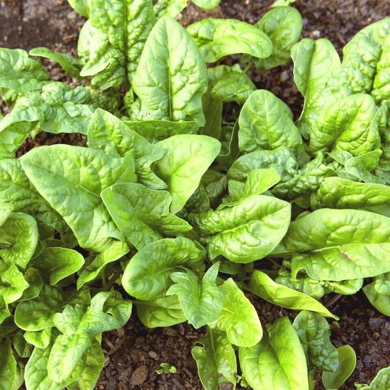 Organic BLOOMSDALE SPINACH Seeds 100 Seeds