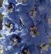 25 Pc Seeds Mid-Blue Magic Fountains w/ White Bee Delphinium Flower Plant | RK - £13.27 GBP
