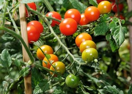 Sweet Million Cherry Tomato Plant 2.5&quot; Pot - Up to 2000 Cherries - $26.99