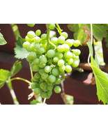 VP Green (Dessert / Table) Grape Vitis Vinifera Fruit Vine 50 Seeds - £3.76 GBP