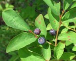 Evergreen Huckleberry {Vaccinium ovatum} Heirloom 25+ seeds - $4.61