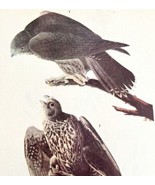 Gyrfalcon Bird Print 1946 Color Art John James Audubon Nature Antique DWV2E - $39.99