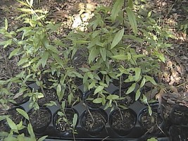 Pomegranate live plants - $25.00