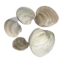 5 Piece Clam Shell Lot Assorted Size Medium 3&quot; - 6&quot; Hard Clam Ocean Beac... - $17.99