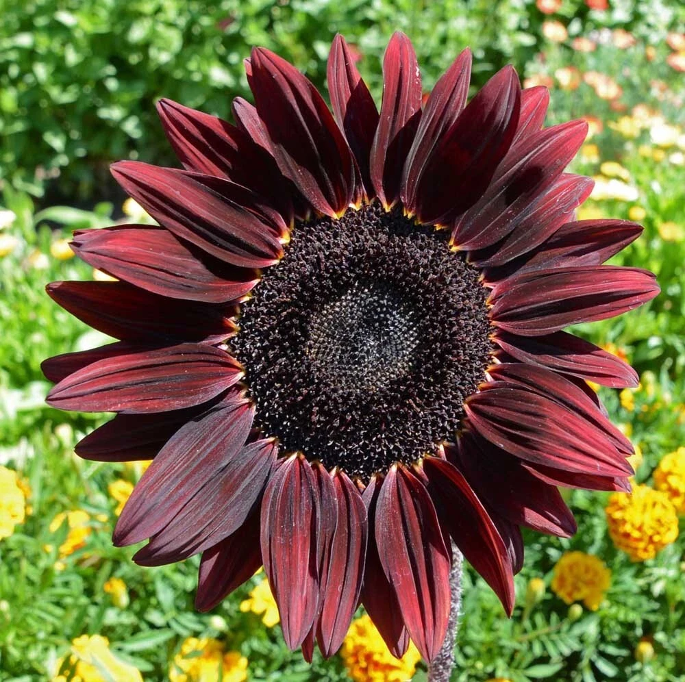 100+ Chocolate Cherry Sunflower Seeds -- Heirloom - Organic - NON GMO --... - $10.89