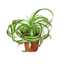 Spider Plant &#39;Bonnie&#39;-8&quot; Pot / Nursery Pot - $1,501.87 MXN