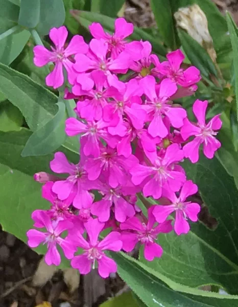 25 None So Pretty (Silene Armeria Or Catchfly Seeds Garden Fresh USA Shipping - £6.60 GBP