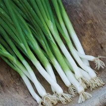 CLK Green Banner Onion vegetable 25 seeds - $4.71