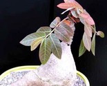 Phyllanthus Mirabilis Caudiciform Phyllanthodendron Caudex Bonsai 5 Pure... - $11.99