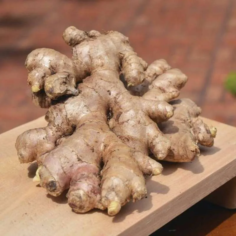 Jahe Gajah (Ginger) Zingiber officinale (Dried), 80 Gram - $17.05