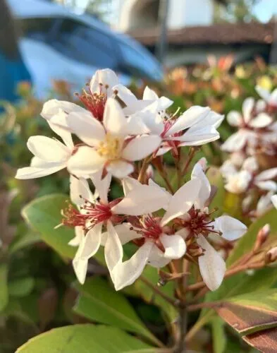 Indian Hawthorn Rhaphiolepis Indica 50 Seeds Fresh Garden - £7.49 GBP