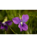 100 Prairie Violet Purple Viola Coastal Larkspur Pedatifida Palmata Flow... - $14.65