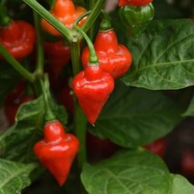 50 Pepper Seeds Pepper Spinning Tops Hot Peppergarden Beautiful USA Seller - £28.30 GBP