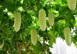 10 Pc Seeds Momordica charantia Plant, Green Indian Bitter Gourd Seeds | RK - £14.86 GBP