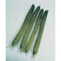 USA Seller Japanese Suhyo Slicing Cucumber Seeds Fast Shipping - £9.88 GBP