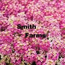 25 Seeds Rosie Oday Alyssum Flowers Plants Planting Beautiful Garden Fresh USA G - $12.49